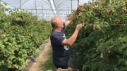 Sous ses abris en plastique anti-pluie, Rémi Hogge choisit les framboises les plus grosses et les plus rouges. Sous ses abris en plastique anti-pluie, Rémi Hogge choisit les framboises les plus grosses et les plus rouges.