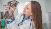 Aménagez votre intérieur pour que votre chat y soit heureux Aménagez votre intérieur pour que votre chat y soit heureux