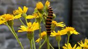 Les plantes indigènes et sauvages : un refuge pour insectes Les plantes indigènes et sauvages : un refuge pour insectes