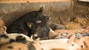 Porc wallon : une autre vie pour les cochons ? Porc wallon : une autre vie pour les cochons ?