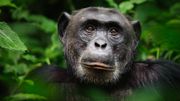 La quarantaine, une pratique courante chez les animaux. La quarantaine, une pratique courante chez les animaux.