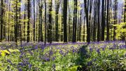 Le tapis de jacinthes au Bois de Hal, c'est ce week-end Le tapis de jacinthes au Bois de Hal, c'est ce week-end
