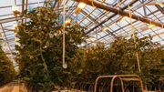 Dans les serres, tomates et poivrons rougissent dans une ambiance à plus de 20°C. L'eau géothermique circule sous les plantes et un soleil artificiel est recréé grâce à l'électricité verte. Dans les serres, tomates et poivrons rougissent dans une ambiance à plus de 20°C. L'eau géothermique circule sous les plantes et un soleil artificiel est recréé grâce à l'électricité verte.