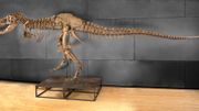 Ce squelette de Tyrannosaure rex a été vendu à Las Vegas Ce squelette de Tyrannosaure rex a été vendu à Las Vegas