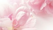 Saint-Valentin... Ces roses qui annoncent la couleur ! Saint-Valentin... Ces roses qui annoncent la couleur !
