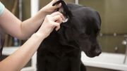 Professional Dog Groomer with black Labrador retriever dog Professional Dog Groomer with black Labrador retriever dog