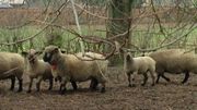 Francis Legros se consacre au mouton de race et à la production de viande Francis Legros se consacre au mouton de race et à la production de viande