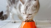 Aménagez votre intérieur pour que votre chat y soit heureux Aménagez votre intérieur pour que votre chat y soit heureux