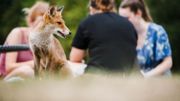 8 règles d'or pour observer les animaux en forêt 8 règles d'or pour observer les animaux en forêt