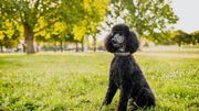 Standard Poodle Sitting On Grassy Field Standard Poodle Sitting On Grassy Field