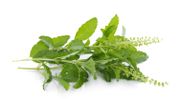 Les plantes Feng Shui qui favorisent les bonnes énergies à la maison Les plantes Feng Shui qui favorisent les bonnes énergies à la maison
