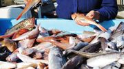 Bien choisir son poisson, un geste efficace contre la surpêche Bien choisir son poisson, un geste efficace contre la surpêche