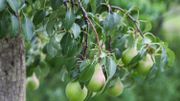 Un pesticide illégal retrouvé dans des poires de producteurs belges Un pesticide illégal retrouvé dans des poires de producteurs belges