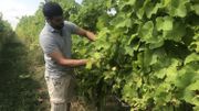 2018, une année exceptionnelle pour le vin belge? 2018, une année exceptionnelle pour le vin belge?