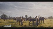 paradis des chevaux (konik) paradis des chevaux (konik)