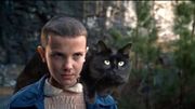 Des blockbusters réinventés avec la participation d'un adorable chat Des blockbusters réinventés avec la participation d'un adorable chat