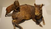 Agouti doré et son petit Agouti doré et son petit