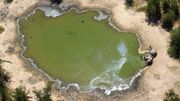 L'inquiétante mort de plus de 360 éléphants au Botswana en moins de trois mois L'inquiétante mort de plus de 360 éléphants au Botswana en moins de trois mois