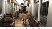 Un renard photographié dans le tram, à Uccle Un renard photographié dans le tram, à Uccle