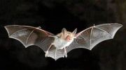 Les populations de chauves-souris augmentent à nouveau, mais pas encore suffisamment Les populations de chauves-souris augmentent à nouveau, mais pas encore suffisamment