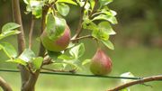 Des poiriers basses tiges peuplent le verger de la maison de retraite Des poiriers basses tiges peuplent le verger de la maison de retraite