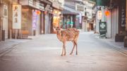 Coronavirus : les animaux reviennent dans les villes désertées par l'homme Coronavirus : les animaux reviennent dans les villes désertées par l'homme