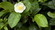 Huiles essentielles : trois alternatives aux antibiotiques pour combattre les maux de l'hiver Huiles essentielles : trois alternatives aux antibiotiques pour combattre les maux de l'hiver