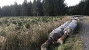 Dans une des sapinières de Raymond Kockelmann Dans une des sapinières de Raymond Kockelmann