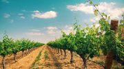 Le changement climatique agit durement sur les vignes Le changement climatique agit durement sur les vignes