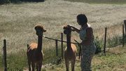 Anne-Sophie élève ses alpagas pour la zoothérapie depuis deux ans à Wanze (Province de Liège) Anne-Sophie élève ses alpagas pour la zoothérapie depuis deux ans à Wanze (Province de Liège)