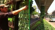 A Mexico, des citoyens recouvrent les viaducs avec des plantes A Mexico, des citoyens recouvrent les viaducs avec des plantes