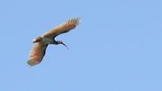 Corée du Sud : retour de l'ibis nippon 40 ans après son extinction Corée du Sud : retour de l'ibis nippon 40 ans après son extinction