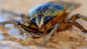 Un insecte très résistant Un insecte très résistant