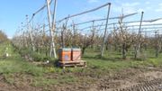 Pour les fruiticulteurs, les abeilles sont des partenaires de premier plan. Pour les fruiticulteurs, les abeilles sont des partenaires de premier plan.
