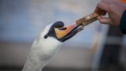 Les canards anglais meurent de faim parce qu'ils ne reçoivent plus de pain des passants Les canards anglais meurent de faim parce qu'ils ne reçoivent plus de pain des passants