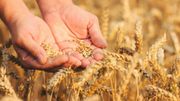 La céréale wallonne en pleine croissance La céréale wallonne en pleine croissance