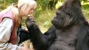 Mort de Koko, le gorille qui parlait le langage des signes Mort de Koko, le gorille qui parlait le langage des signes