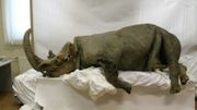 Un spécimen de rhinocéros laineux de la région de Kolyma. L'animal avait deux cornes. Un spécimen de rhinocéros laineux de la région de Kolyma. L'animal avait deux cornes.