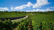 Vin: la Bourgogne attend un millésime "exceptionnel" Vin: la Bourgogne attend un millésime "exceptionnel"