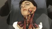 Une leçon d'anatomie où l'Art de la médecine s'expose au musée La Boverie de Liège Une leçon d'anatomie où l'Art de la médecine s'expose au musée La Boverie de Liège
