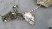 Frisbee, filet de pêche: trois phoques découverts morts en une semaine aux Pays-Bas à cause de débris humains Frisbee, filet de pêche: trois phoques découverts morts en une semaine aux Pays-Bas à cause de débris humains