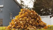 Les feuilles mortes, une mine d'or pour votre jardin ! Les feuilles mortes, une mine d'or pour votre jardin !
