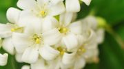 Jasmin Jasmin