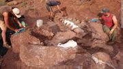Le dinosaure découvert en Argentine fait partie des plus grands qui ont existé Le dinosaure découvert en Argentine fait partie des plus grands qui ont existé