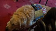 Le chien d’assistance ou en formation est reconnaissable grâce à un harnais ou une cape distinctif sur lequel est mentionné le noms de l’association et la fonction du chien. Il possède également une carte d’identification. Le chien d’assistance ou en formation est reconnaissable grâce à un harnais ou une cape distinctif sur lequel est mentionné le noms de l’association et la fonction du chien. Il possède également une carte d’identification.