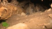 Coronavirus: ouverture du parc animalier à Han-sur-Lesse, les grottes devront attendre Coronavirus: ouverture du parc animalier à Han-sur-Lesse, les grottes devront attendre