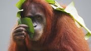 Une étude montre pour quels animaux on a le plus d'empathie Une étude montre pour quels animaux on a le plus d'empathie