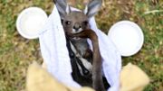Un kangourou rescapé d'un feu de forêt, le 9 janvier 2020 près de Sydney, en Australie. Un kangourou rescapé d'un feu de forêt, le 9 janvier 2020 près de Sydney, en Australie.