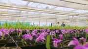 Ce ne sont pas moins de 500 000 plantes d'orchidées in vitro qui sont produites chaque année et 100 000 plantes qui sont amenées à maturité chaque année. Ce ne sont pas moins de 500 000 plantes d'orchidées in vitro qui sont produites chaque année et 100 000 plantes qui sont amenées à maturité chaque année.