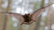 Nos chauve-souris ne transmettent pas le coronavirus ! Nos chauve-souris ne transmettent pas le coronavirus !